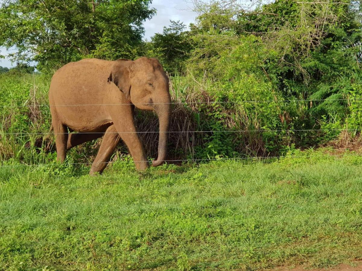 Elephant Paradise Safari Bungalow Udawalawe Exterior foto